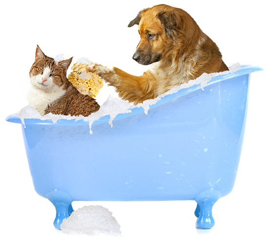 Pet Grooming Care